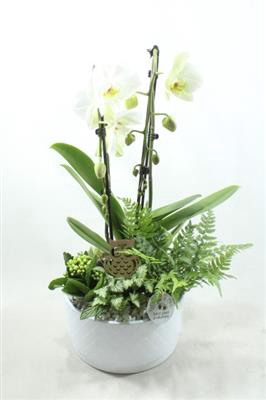 <h4>1010 WHITE IZABELLE</h4>