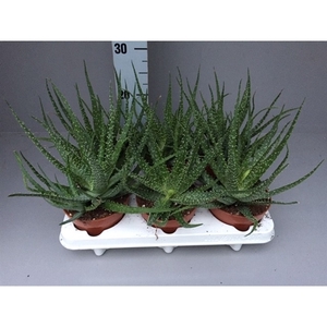 Aloe humilis