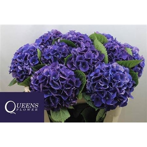 Hydr M Royal King 70cm