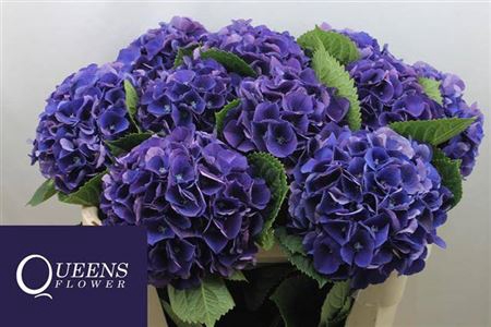 <h4>Hydr M Royal King 70cm</h4>