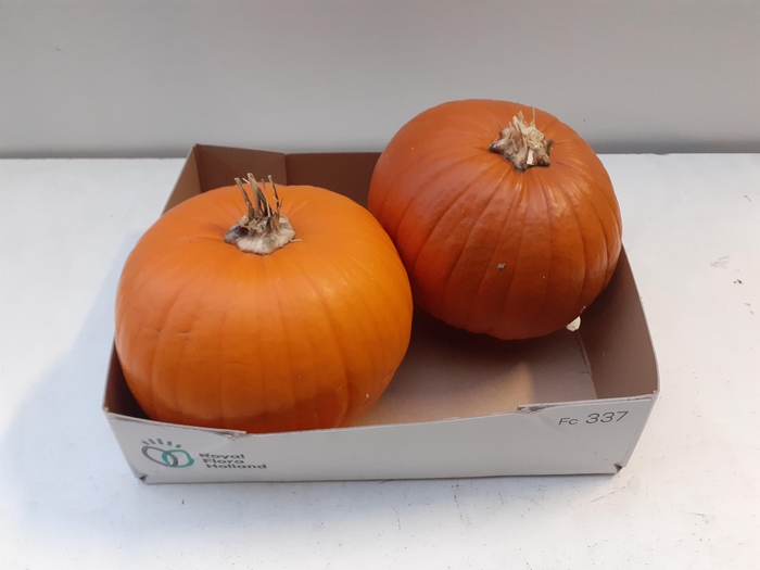 <h4>CUC HALLOWEEN</h4>