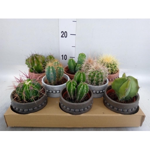 Cactus   ...
