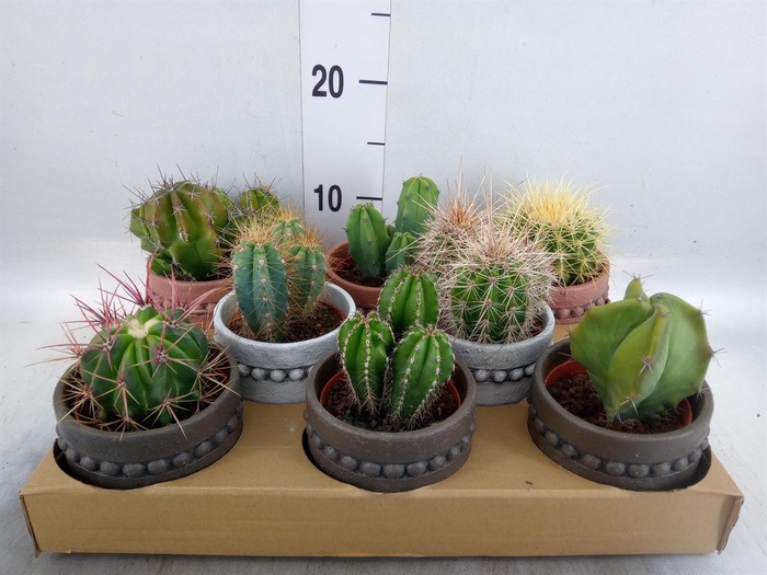 <h4>Cactus   ...</h4>