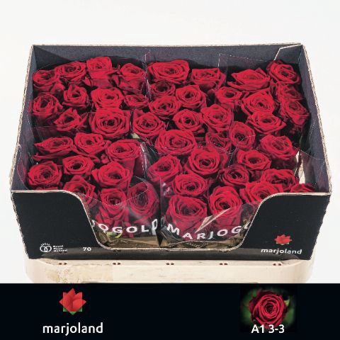 <h4>R Gr Red Naomi Marjoland Optimaal</h4>