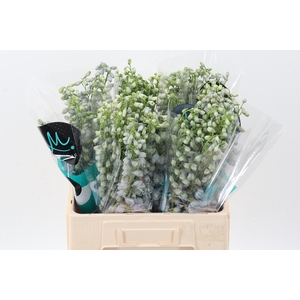 Delph Du Guard Laven 60cm