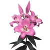 LIRIO TABLEDANCE 080 CM HT MIN 2 FLS