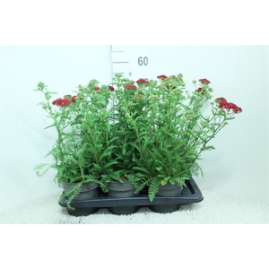 Achillea millef.