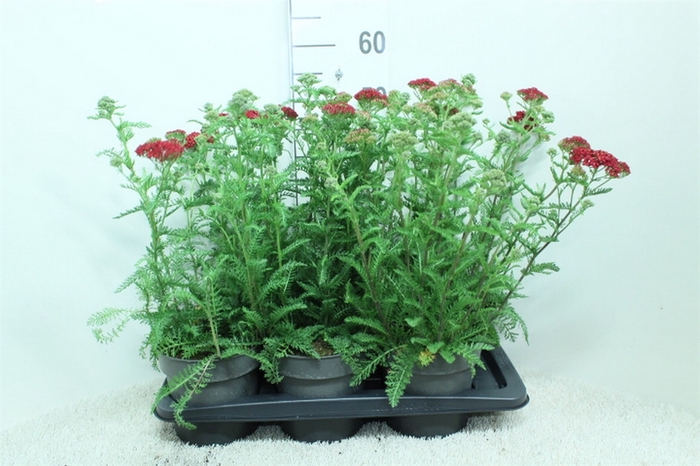 <h4>Achillea millef.</h4>
