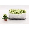 Kalanchoe Blossfeldiana wit Double White in kraag