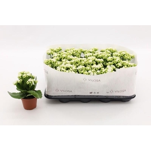 Kalanchoe Blossfeldiana wit Double White in kraag