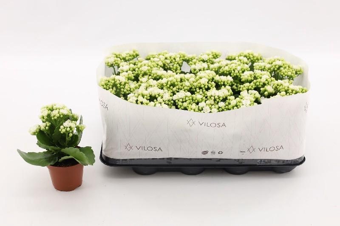 <h4>Kalanchoe Blossfeldiana wit Double White in kraag</h4>