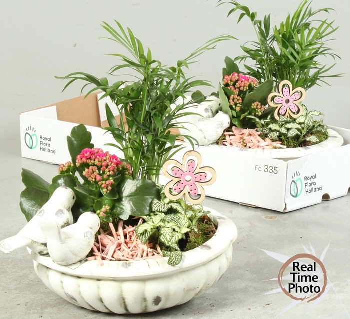 <h4>ARR KAMERPL</h4>