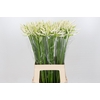 Nerine White Charm