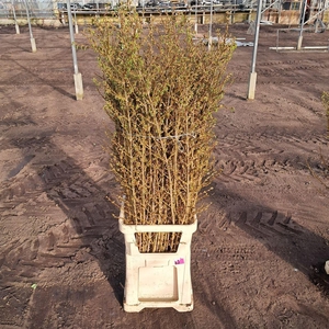 Forsythia I Spectabilis