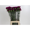 Dianthus St Yukari Violet