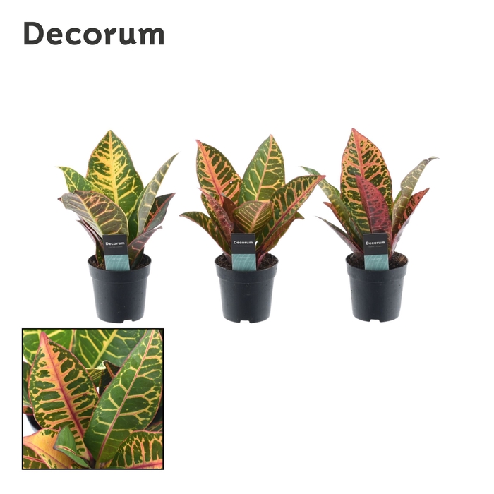 <h4>Croton Petra kopstek 7 cm (Decorum)</h4>