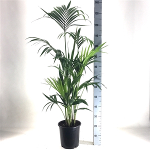 KENTIA - P21 H140 - 6PP (Howea forsteriana)