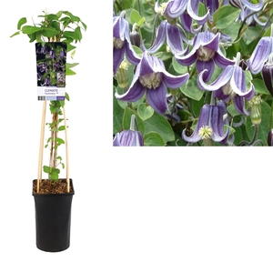 Clematis 'Fascination' PBR +light label