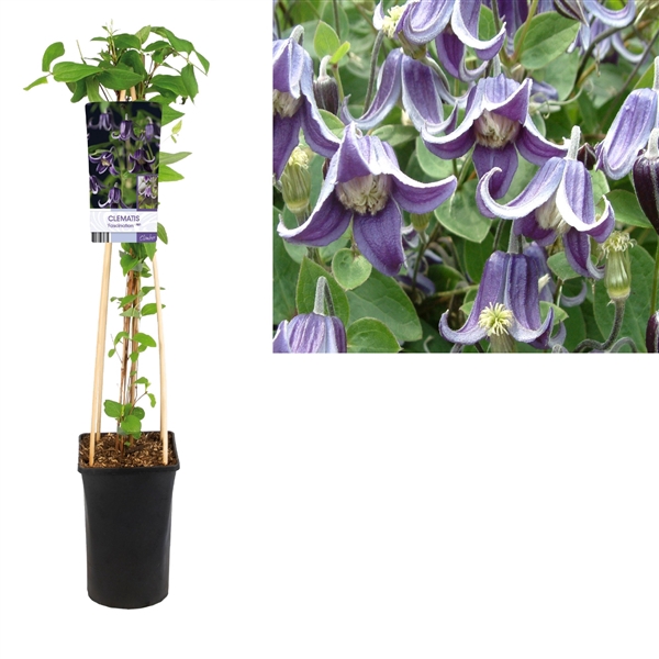 <h4>Clematis 'Fascination' PBR +light label</h4>