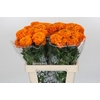 Tagetes Marigold Promise Orange