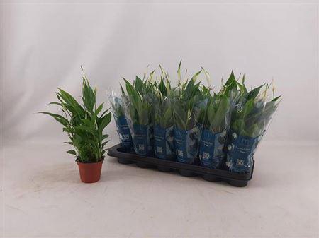 <h4>Spath Chopin 4+</h4>