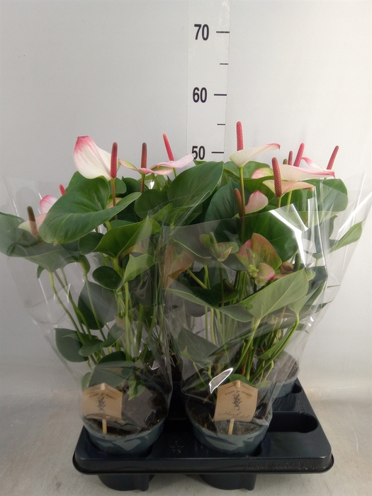 <h4>Anthurium  'Pr. Amalia Elegance'</h4>