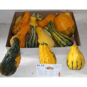 CUCURBITA MAYA MIX