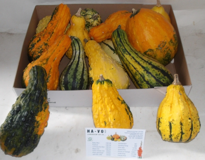 <h4>CUCURBITA MAYA MIX</h4>