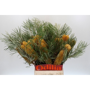 Banksia Collina
