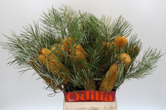 <h4>Banksia Collina</h4>