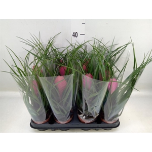 Tillandsia cyanea 'Anita'