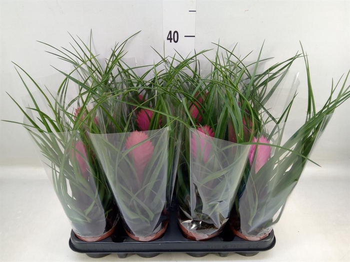 <h4>Tillandsia cyanea 'Anita'</h4>