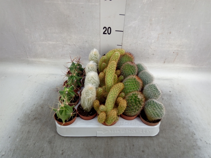 <h4>Cactus   ...mix</h4>