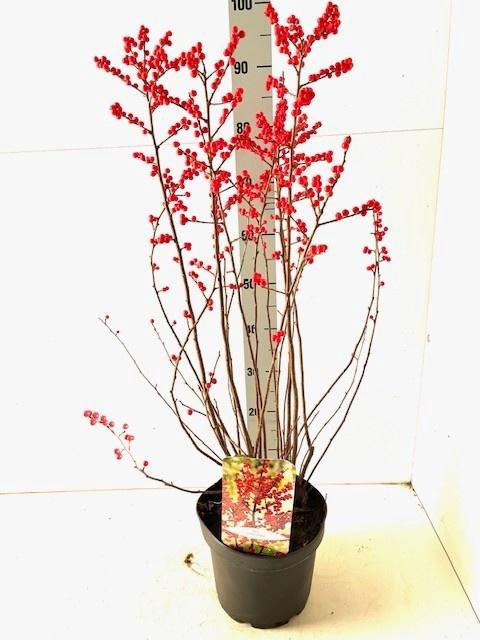 <h4>ILEX VERTICILLATA</h4>