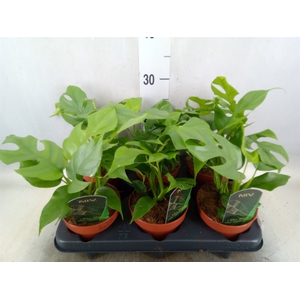 Rhaphidophora tetrasperma