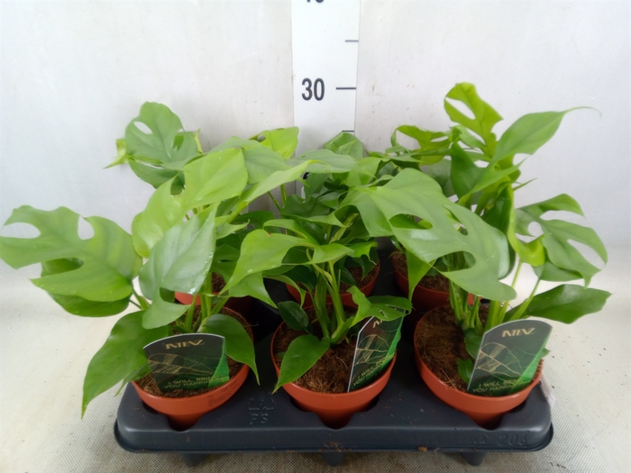 <h4>Rhaphidophora tetrasperma</h4>