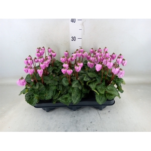 Cyclamen KL 'Windbell'