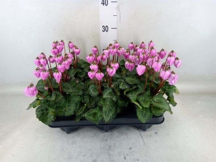 <h4>Cyclamen KL 'Windbell'</h4>