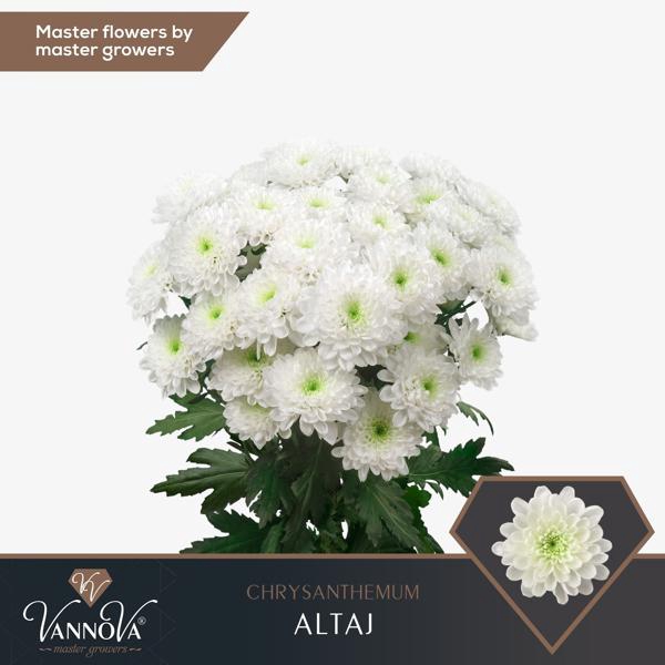 <h4>Chr T Altaj Vannova</h4>