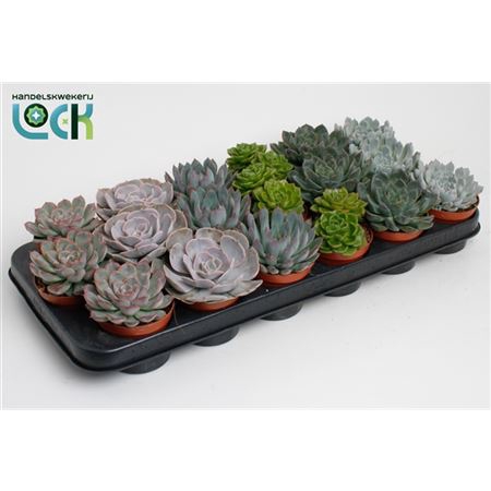 <h4>Echeveria Gemengd</h4>