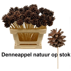 HUIS EN TUINDECO H%