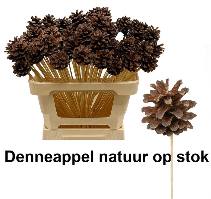 <h4>HUIS EN TUINDECO H%</h4>