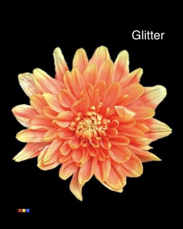 Chr T 2 Kl Baltica Sunshine + Glit Bio