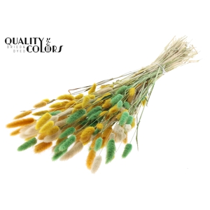 Lagurus Premium per bunch Summer Mix