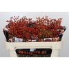 Rozenbottel Autumn Rosefruits