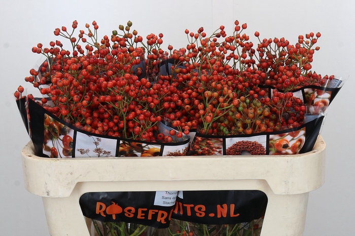 Rozenbottel Autumn Rosefruits