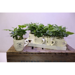 arr8 Coffea Arabica In Beker