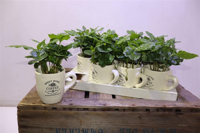 <h4>arr8 Coffea Arabica In Beker</h4>