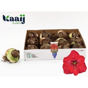 arr8 Bloembol Hippeastrum Red