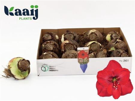 <h4>Bloembol Hippeastrum Red</h4>